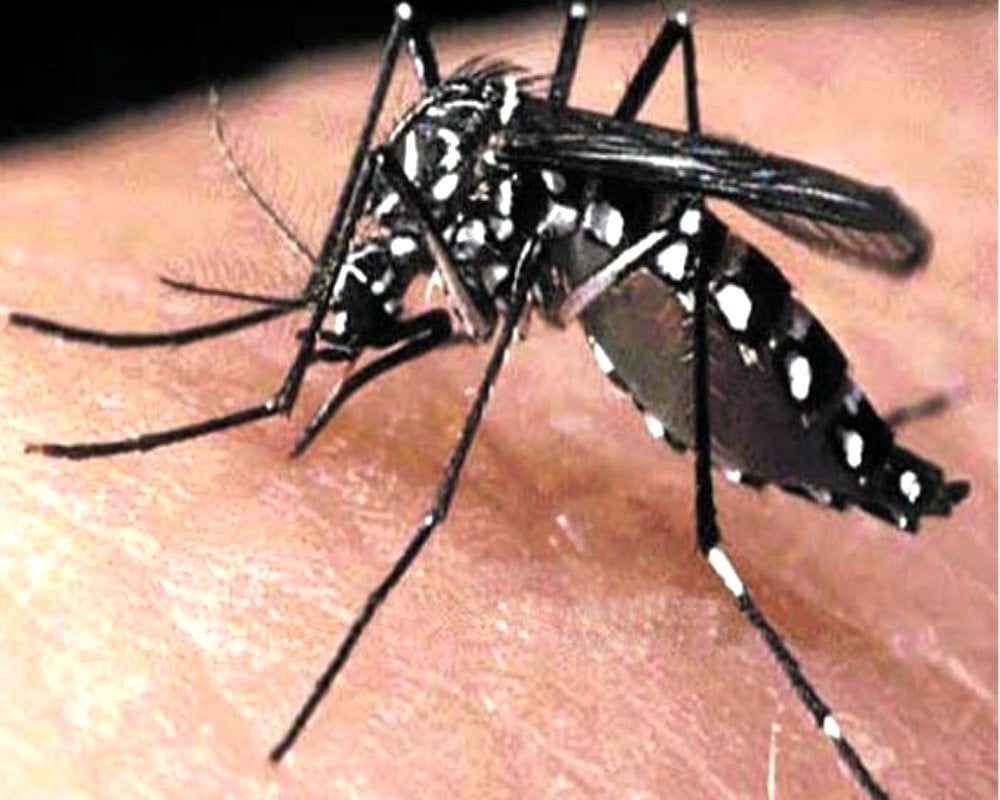 भिलाई में एक तो रायपुर में मिले 22 डेंगू पॉजिटिव, लापरवाही के लिए निगम को कोस रहे लोग