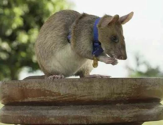 पांच साल नौकरी के बाद रिटायर हुआ एक बहादुर चूहा, सेवा के दौरान 99 बारूदी सुरंग से बचाई हजारों लोगों की जान