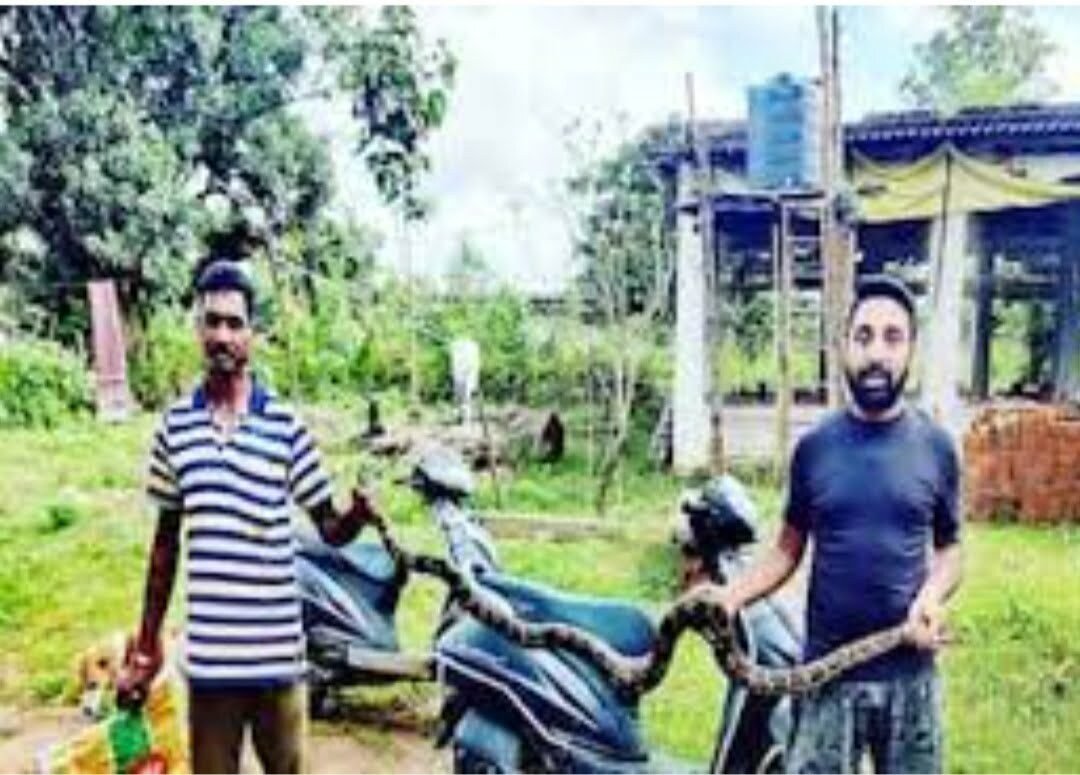 OMG! सिरहाने में छिपा था अजगर, तकिया समझ चैन की नींद सोता रहा शख्स