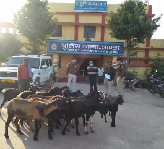*दुर्ग-कवर्धा जिले से सैकड़ों बकरियां चुराने वाला "खरगोश" गिरोह पकडा़या, स्कार्पियो और तीन दर्जन भेड़ बकरी जब्त*