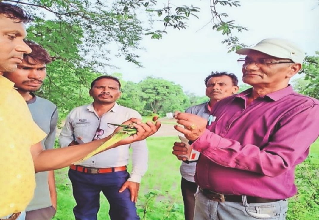 दाना चुगने आए 50 से ज्यादा पक्षी मर गए, तोता पड़की गौरैया शामिल, प्रतिबंधित कीटनाशक प्रयोग का मामला