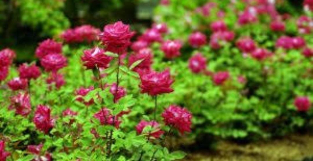 गुलाब की खेती की तमन्ना में लगा कांटा, ढाई लाख की धोखाधड़ी, जुर्म दर्ज गुलाब की खेती की तमन्ना में लगा कांटा, ढाई लाख की धोखाधड़ी, जुर्म दर्ज