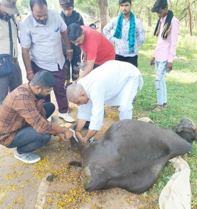 अज्ञात वाहन की ठोकर से घायल गाय देख रुके कांग्रेसी नेता, डाक्टर बुला कराया उपचार