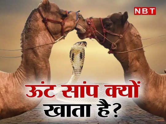 पत्तियां खाने वाले ऊंट के मुंह में किंग कोबरा क्यों डाला जाता है? हैरान कर देगी इसके पीछे की कहानी