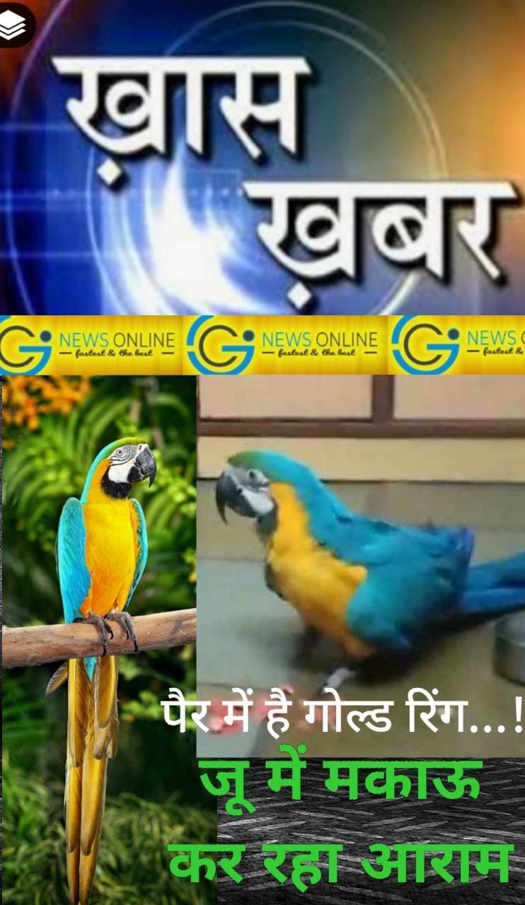3 घंटे की मशक्कत बाद 🦜 घर की छत से पकड़ाया 10 लाख का तोता, लोगों की लगी भीड़ हटाने बुलानी पडी़ पुलिस 3 घंटे की मशक्कत बाद 🦜 घर की छत से पकड़ाया 10 लाख का तोता, लोगों की लगी भीड़ हटाने बुलानी पडी़ पुलिस