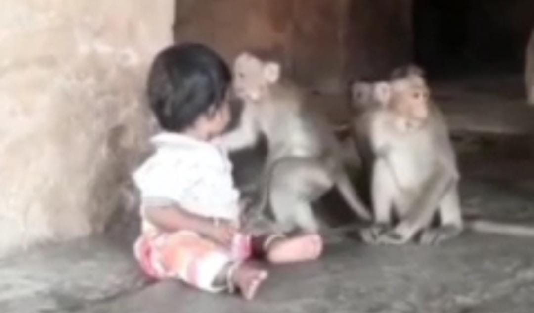 <em>बंदरों के साथ खेलते बच्चे को देख कांप जाएगी रूह!</em> <em>VIDEO देखने वाले भी रह गए दंग….</em>