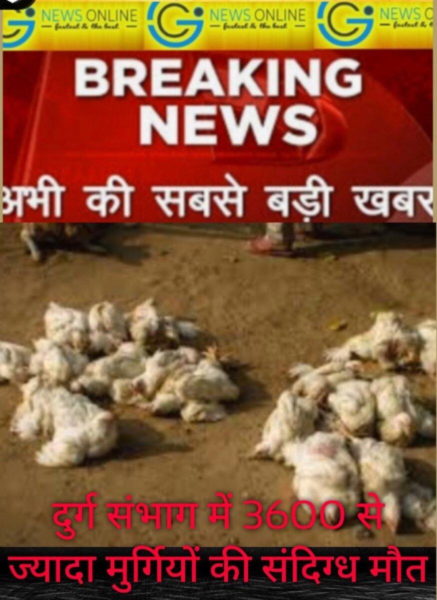 36गढ़ के दुर्ग संभाग में 3 दिन में 36 सौ मुर्गियों की संदिग्ध मौत से हड़कंप, 🛑 लोगों ने कहा – कहीं ये वोssssss तो नहीं….”BIRD FLU…”‼️ 36गढ़ के दुर्ग संभाग में 3 दिन में 36 सौ मुर्गियों की संदिग्ध मौत से हड़कंप, 🛑 लोगों ने कहा – कहीं ये वोssssss तो नहीं….”BIRD FLU…”‼️