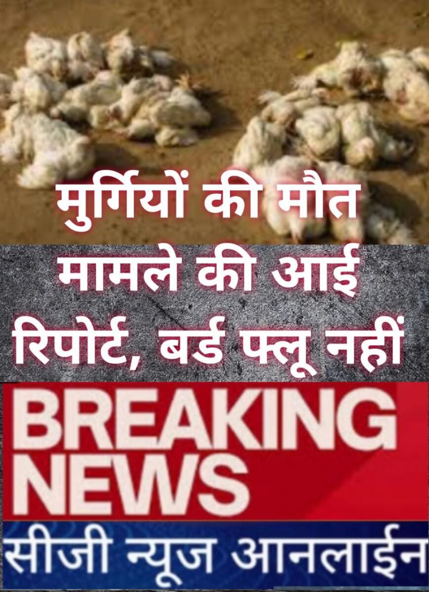 <em>BIRD FLU नहीं “रानीखेत” की वजह से 🛑 दुर्ग संभाग में मर गईं साढे़ 3 हजार से ज्यादा मुर्गियां, देखें विडियो…</em><br>🟫 <em>रिपोर्ट आने के बाद एडवाइजरी जारी, पुणे भेजा गया सैंपल</em>
