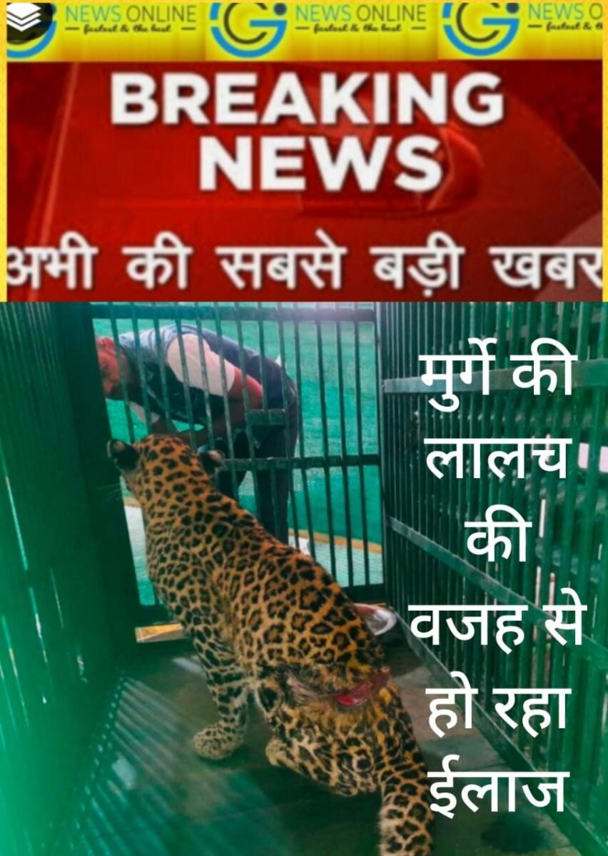 <em>मुर्गे की लालच में रैस्क्यू पिंजरे में फंसा तेंदुआ अब डाक्टरों की देखरेख में 🛑 शिकारियों ने फैलाया था जाल, पीठ की गहरी चोट का हो रहा उपचार</em>
