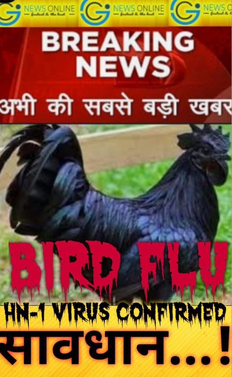 <em>चिकन प्रेमियों हो जाओ सावधान…‼️ “कड़कनाथ” में भी बर्ड फ्लू वायरस की हुई पुष्टि, वायरस के कारण 4 हजार मुर्गे मुर्गी और बतख को मारने आदेश</em>