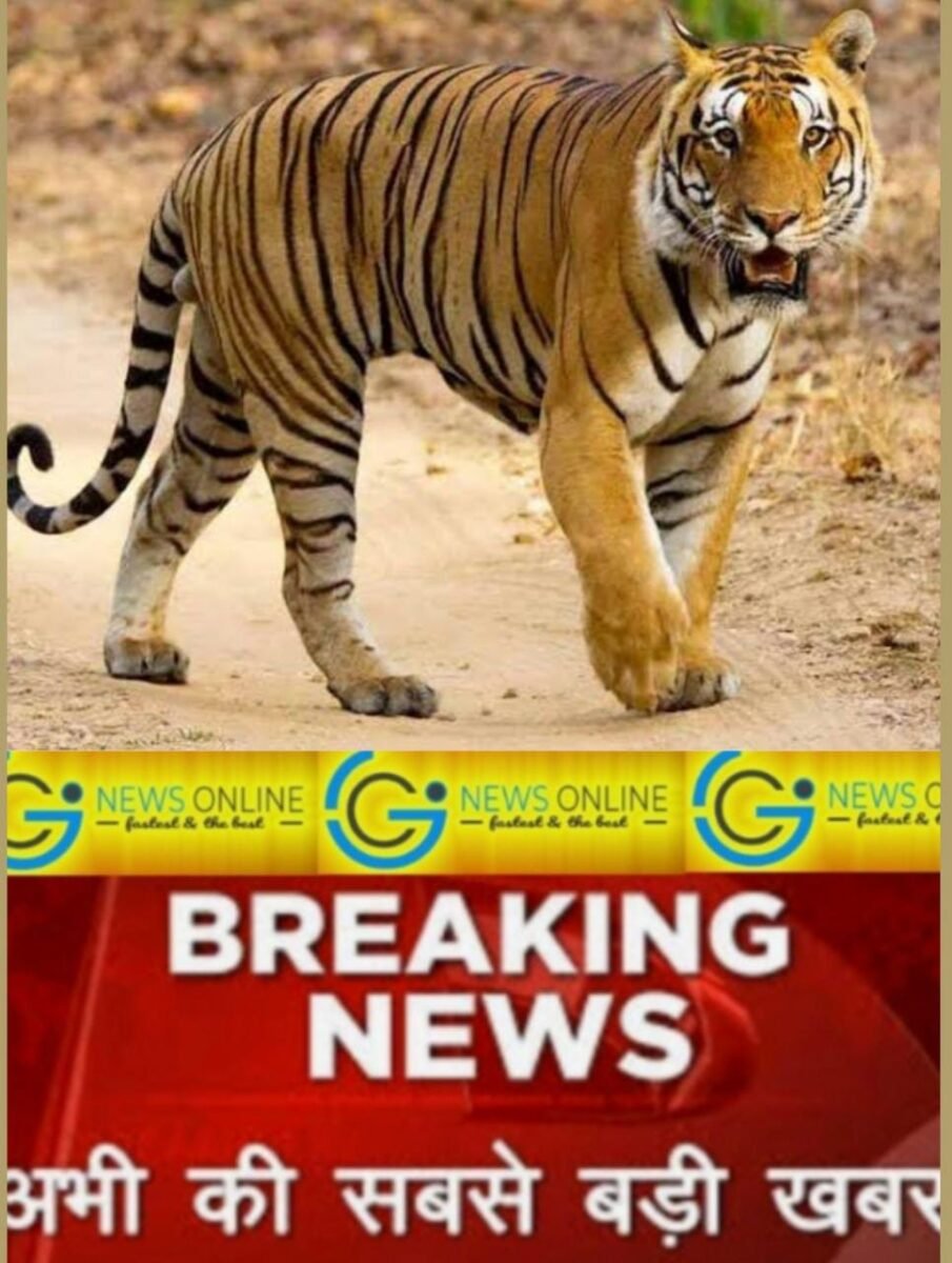 <em>CG Allert News 🛑 छत्तीसगढ़ में बाघ की दहशत, जंगली सुअरों का किया शिकार 🛑 अंबिकापुर-बनारस मार्ग पर देखा गया</em> <em>CG Allert News 🛑 छत्तीसगढ़ में बाघ की दहशत, जंगली सुअरों का किया शिकार 🛑 अंबिकापुर-बनारस मार्ग पर देखा गया</em>