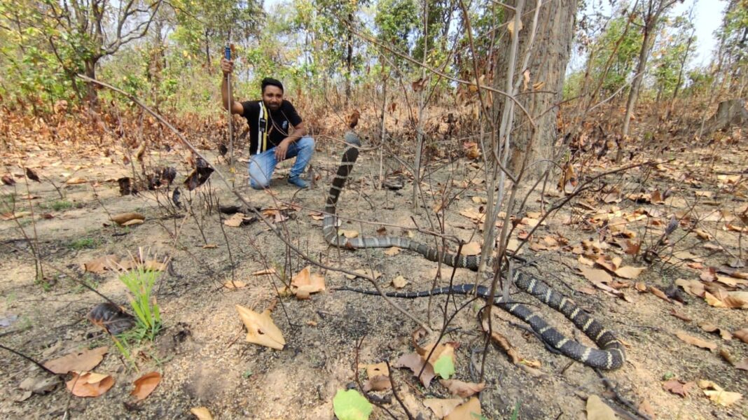 <em>छत्तीसगढ़ के कोरबा में विशालकाय किंग कोबरा देख ग्रामीणों के फूले हाथ पैर, देखें विडियो किस तरह किया गया रैस्क्यू</em>