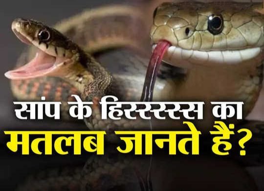 <strong><em>Jungle News: जानते हैं सांप क्यों करता है हिस्स्सस… इससे डरना बेहद जरूरी है!</em></strong>