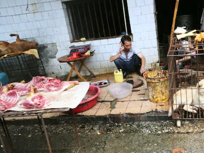 <strong>यहां लोग हर साल खा लेते 40 लाख बिल्‍ल‍ियां, कुत्‍तों के मांस से करते डिनर, हजारों साल पुरानी परंपरा</strong>