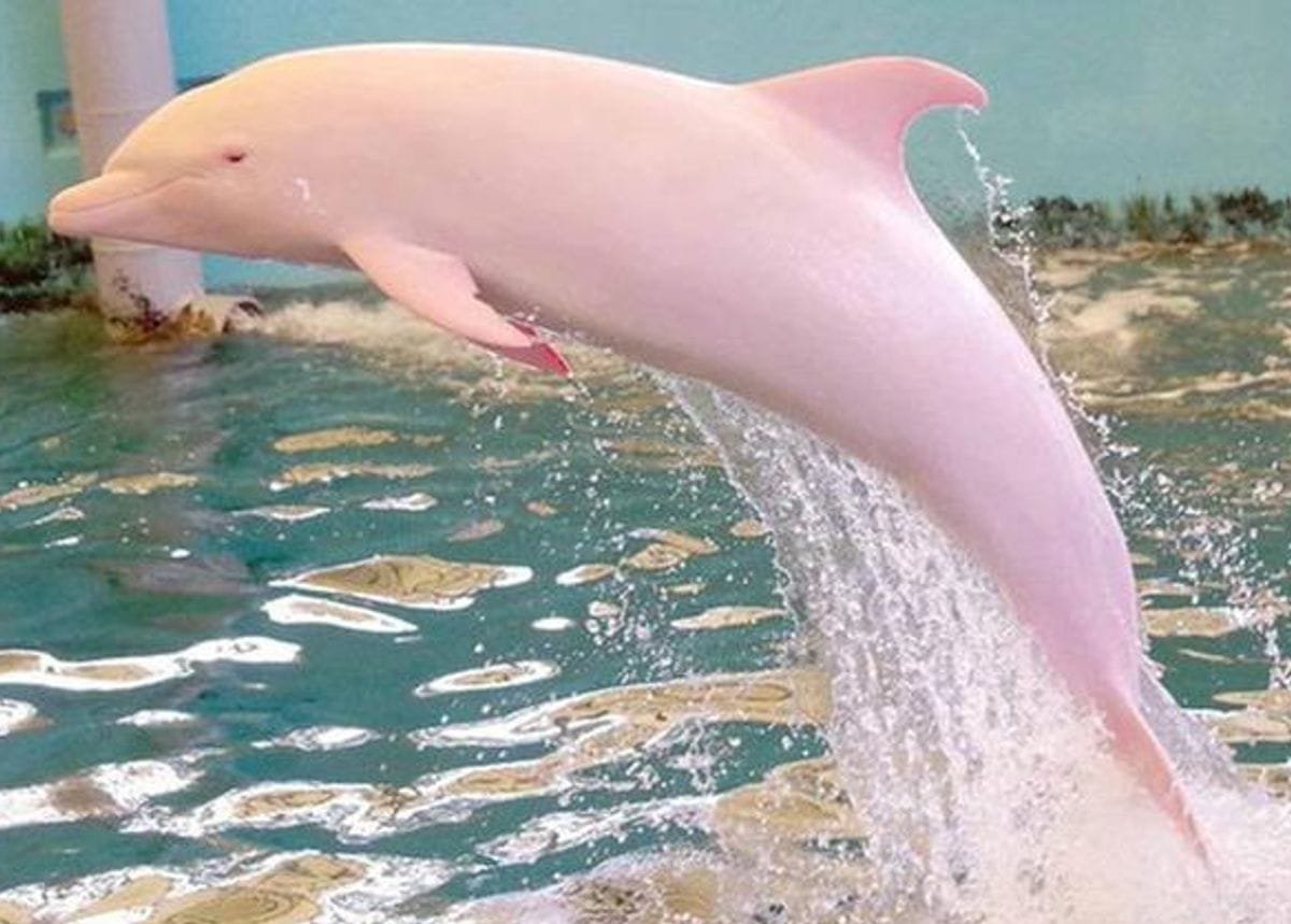 <em>समुद्र में तैरती दिखी दुर्लभ गुलाबी डॉल्फिन, अद्भुत नज़ारा देख हैरान हुए लोग, खूब देखा जा रहा Video</em>