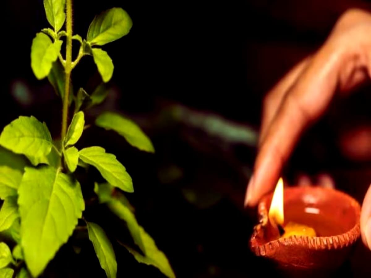 <em>Tulsi Vivah 2023: तुलसी विवाह कैसे करें? नोट कर लें शुभ मुहूर्त, सामग्री लिस्ट और पूजा की सरल विधि</em> <em>Tulsi Vivah 2023: तुलसी विवाह कैसे करें? नोट कर लें शुभ मुहूर्त, सामग्री लिस्ट और पूजा की सरल विधि</em>
