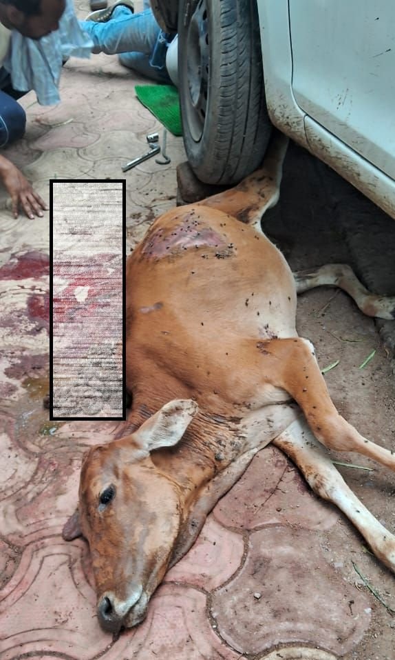 भिलाई में नशेड़ी कार चालक ने बछिया को 2 किमी घसीटा, गौवंश की मौत, सड़कों में खून और घसीटने के निशान, एफआईआर दर्ज, आरोपी गिरफ्तार