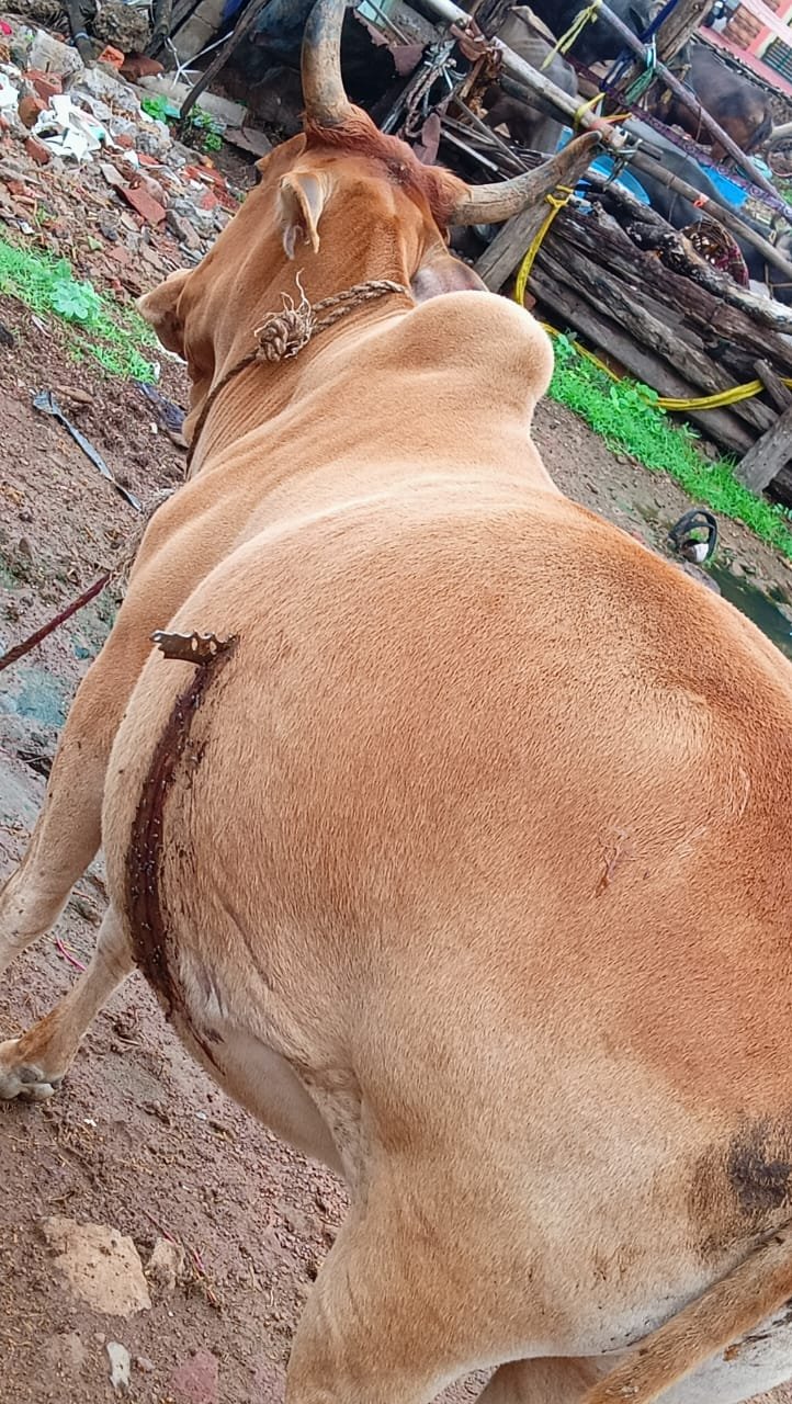 रुआबांधा क्षेत्र में गर्भवती गाय के पेट में मारा चाकू, पूरी घटना सीसीटीवी में कैद, आरोपी फरार, भिलाई नगर थाने में मामला दर्ज