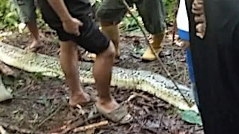 लापता पत्नी की तलाश में पति ने अजगर को काटा, पेट में मिला शव, 1 महीने में दूसरा मामला