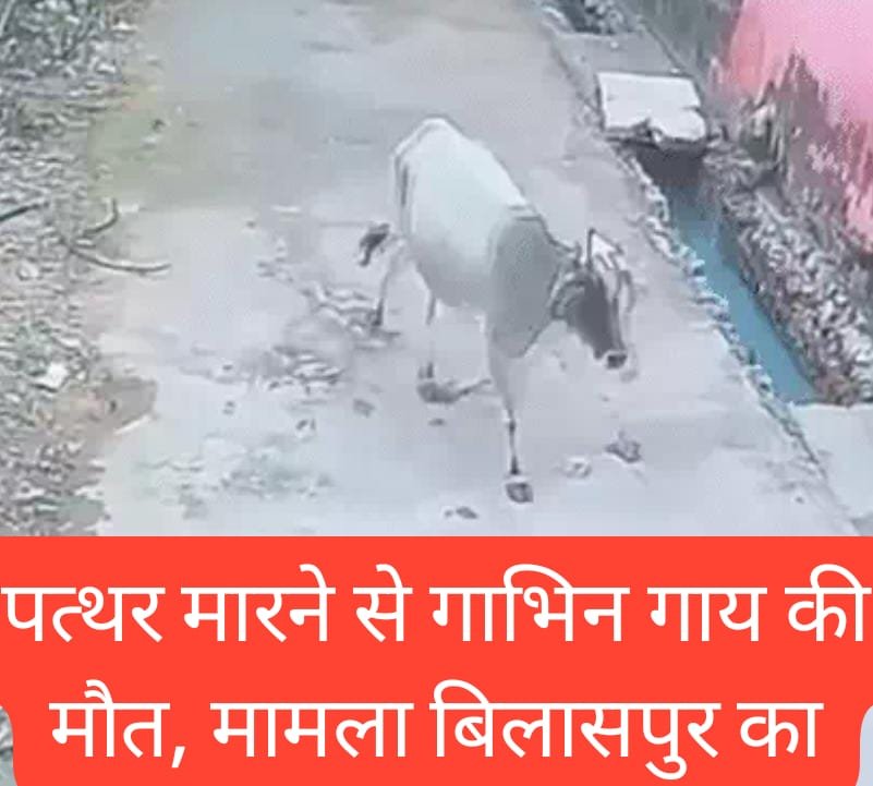 CG News : गाभिन गाय को डंडे पत्थर से मार डाला, बाड़ी में घुसने से युवक पर हुई सनक सवार, गौ-सेवकों ने घेरा थाना, आरोपी गिरफ्तार