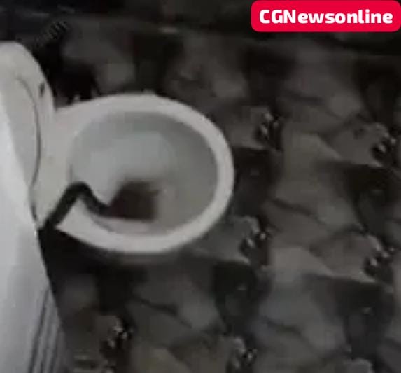 घर में पूजन हवन के दौरान मेहमान गया वॉशरुम, तभी कमोड से निकला 5 फीट लंबा सांप, एक के बाद एक तीन सांप पकड़ा गया