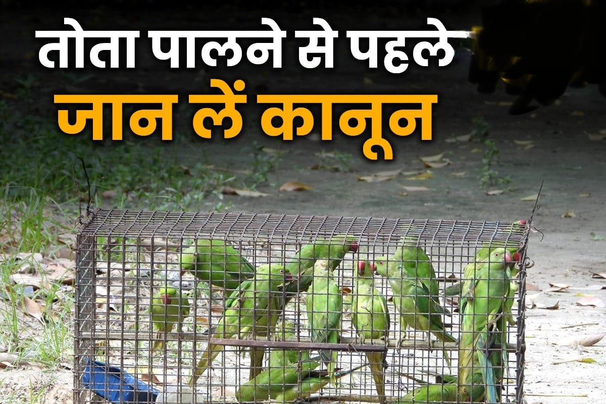 जरूरी खबर : घर पर तोते  को कैद में रखने वालों को जाना होगा जेल, 28 अगस्त तक अवसर, जमा कराए वन मंडल कार्यालय में