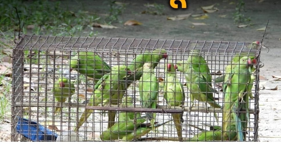 Big Breaking : छत्तीसगढ़ में तोता सहित अन्य पक्षी को पिंजरे में रखने या पालने पर कार्रवाई का आदेश टला, नया आदेश जारी, कहा – “फिलहाल तोते और दूसरे पक्षियों के पालने वालों पर कार्रवाई न करें” 🟧 जानिए क्या है पूरा मामला Big Breaking : छत्तीसगढ़ में तोता सहित अन्य पक्षी को पिंजरे में रखने या पालने पर कार्रवाई का आदेश टला, नया आदेश जारी, कहा – “फिलहाल तोते और दूसरे पक्षियों के पालने वालों पर कार्रवाई न करें” 🟧 जानिए क्या है पूरा मामला