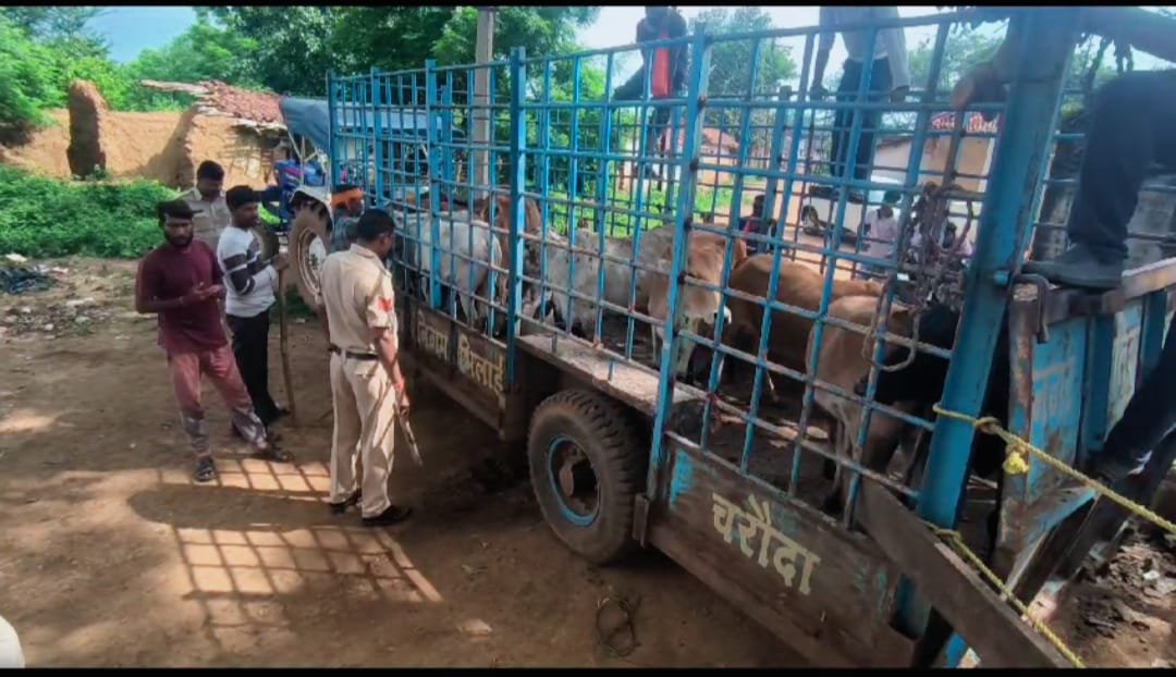कत्ल खाना ले जाए जा रहे 75 मवेशियों का भिलाई-3 पुलिस ने किया रैस्क्यू, तीन मिनी ट्रक और दोपहिया वाहन जब्त, ड्राइवर समेत सभी 5 आरोपी मौके से फरार