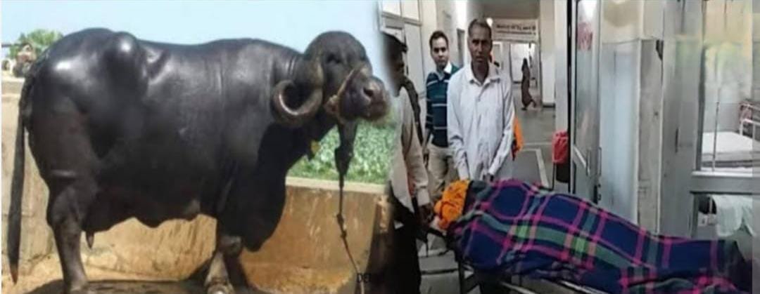 महिला पर गिरी भैंस और 5 मिनट में तोड़ दिया दम, भैंस की मौत बाद महिला अस्पताल में महिला पर गिरी भैंस और 5 मिनट में तोड़ दिया दम, भैंस की मौत बाद महिला अस्पताल में