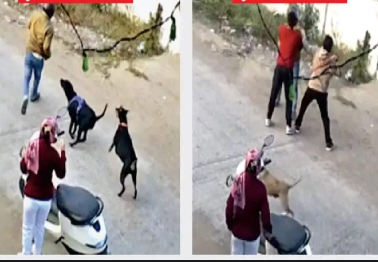 शहर में कुत्तों के साथ Pet Owner का आतंक : कुत्तों ने काटा तो पीड़ित पर मालिक बरसाते रहे लात घूसे, जानें क्या है पूरा मामला शहर में कुत्तों के साथ Pet Owner का आतंक : कुत्तों ने काटा तो पीड़ित पर मालिक बरसाते रहे लात घूसे, जानें क्या है पूरा मामला