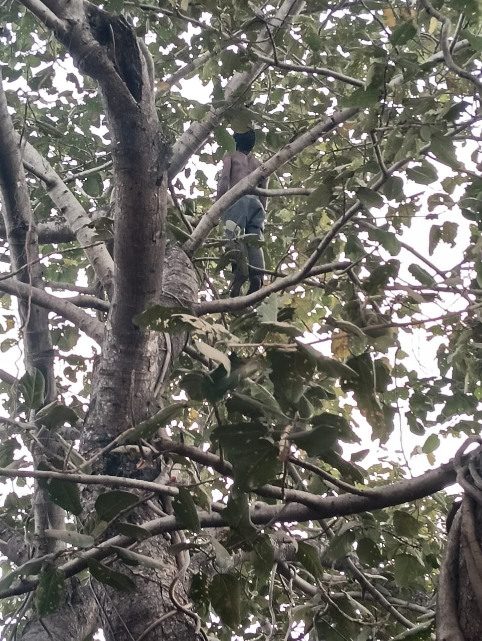 भिलाई ब्रेकिंग : युवक ने पेड़ पर लगाई फांसी, मृतक झारखंड का रहने वाला