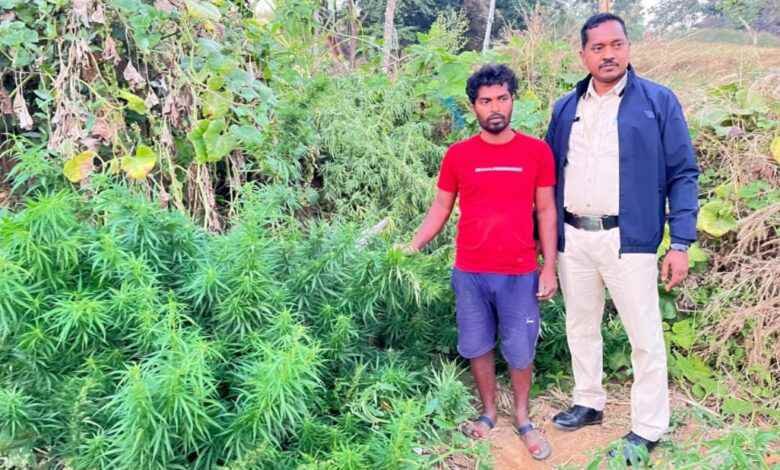 टमाटर बाड़ी की आड़ में गांजा की खेती, आरोपी हुआ गिरफ्तार, 12 किलो गांजा जप्त टमाटर बाड़ी की आड़ में गांजा की खेती, आरोपी हुआ गिरफ्तार, 12 किलो गांजा जप्त