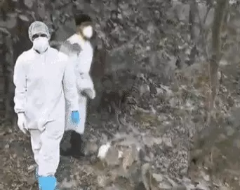 छत्तीसगढ़ में सरकारी पोल्ट्री फार्म में फैला बर्ड फ्लू :12 हजार चूजे, 5000 मुर्गियों को मारा