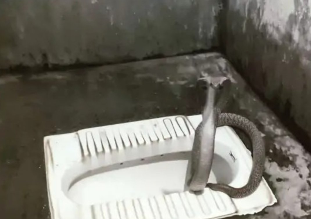 CG टॉयलेट सीट पर बैठा था 6 फीट का कोबरा, बाथरूम गया शख्स, फुंकार सुन डरा