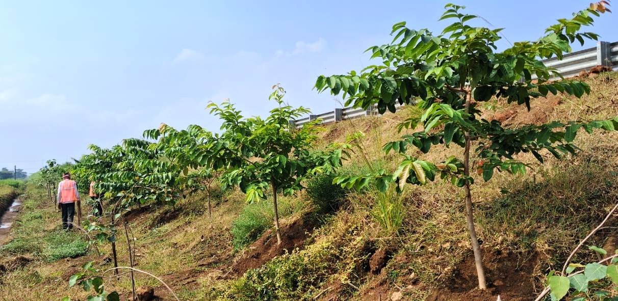 छत्तीसगढ़ के राष्ट्रीय राजमार्ग बन रहे ग्रीन कॉरिडोर : NHI ने लगाए 2.71 लाख पौधे