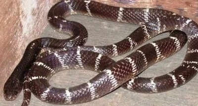 CG : सरकारी अस्पताल में सांप काटने का नहीं हुआ इलाज, पिता – पुत्र की मौत