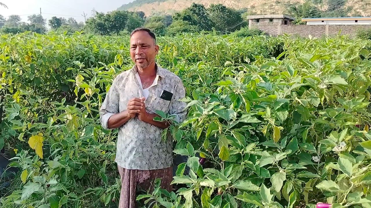ग्राफ्टेड बैंगन से बदली खेती की तस्वीर – खरसिया के किसान मुरलीधर साहू ने