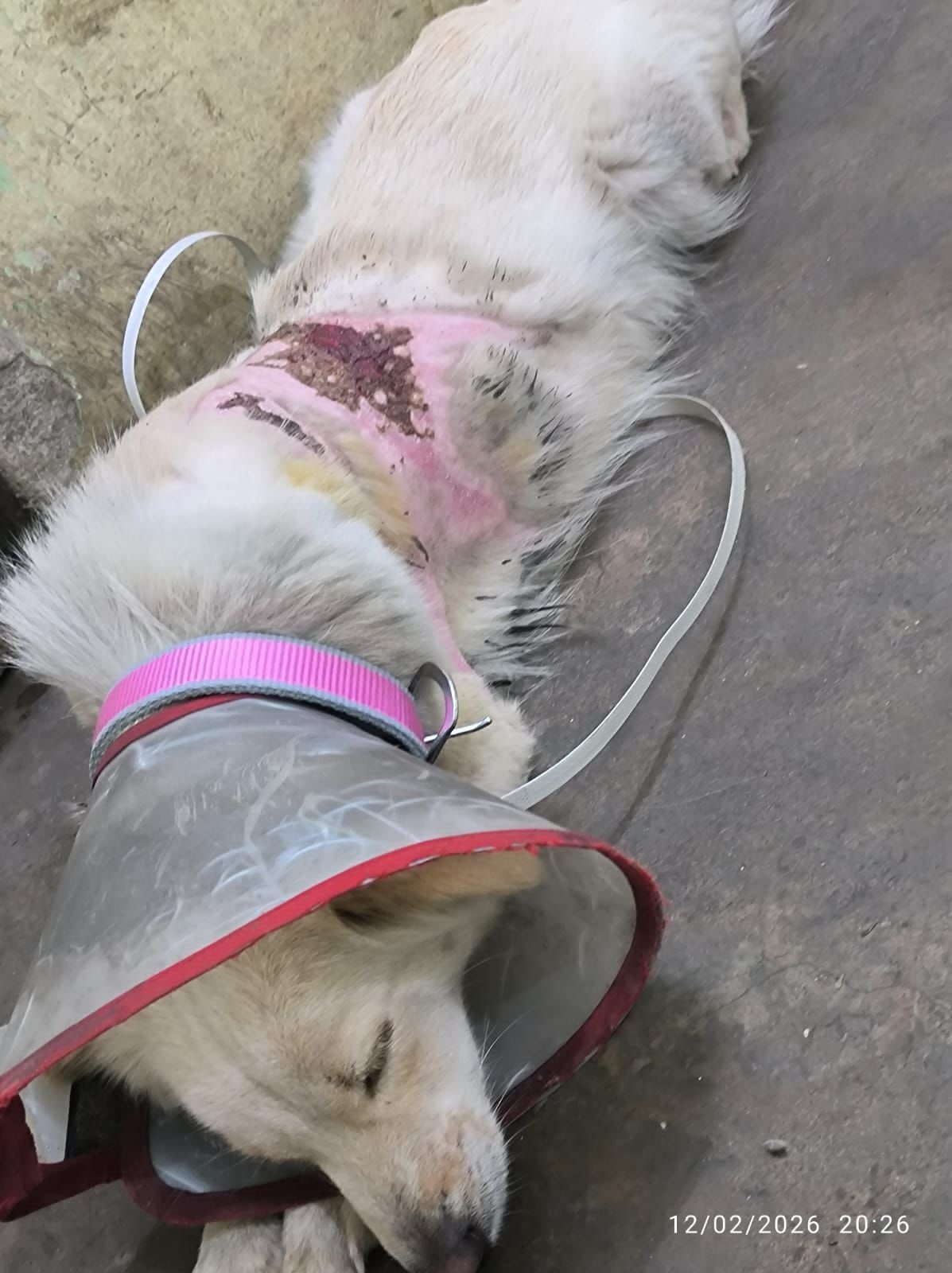 उबलते पानी से झुलसी कराह: रायपुर में दो पालतू कुत्तों पर क्रूरता, FIR दर्ज