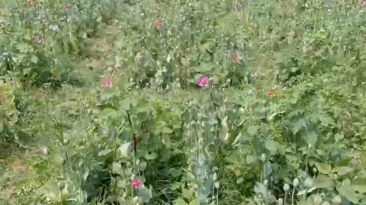 CG अवैध अफीम की खेती का भंडाफोड़ : 2 करोड़ से अधिक का मादक पदार्थ जब्त CG अवैध अफीम की खेती का भंडाफोड़ : 2 करोड़ से अधिक का मादक पदार्थ जब्त