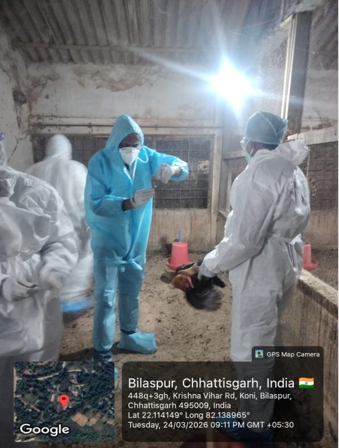 बर्ड फ्लू के बाद 22 हजार चूजे मारे गए, 3 महीने तक बिक्री पर रोक