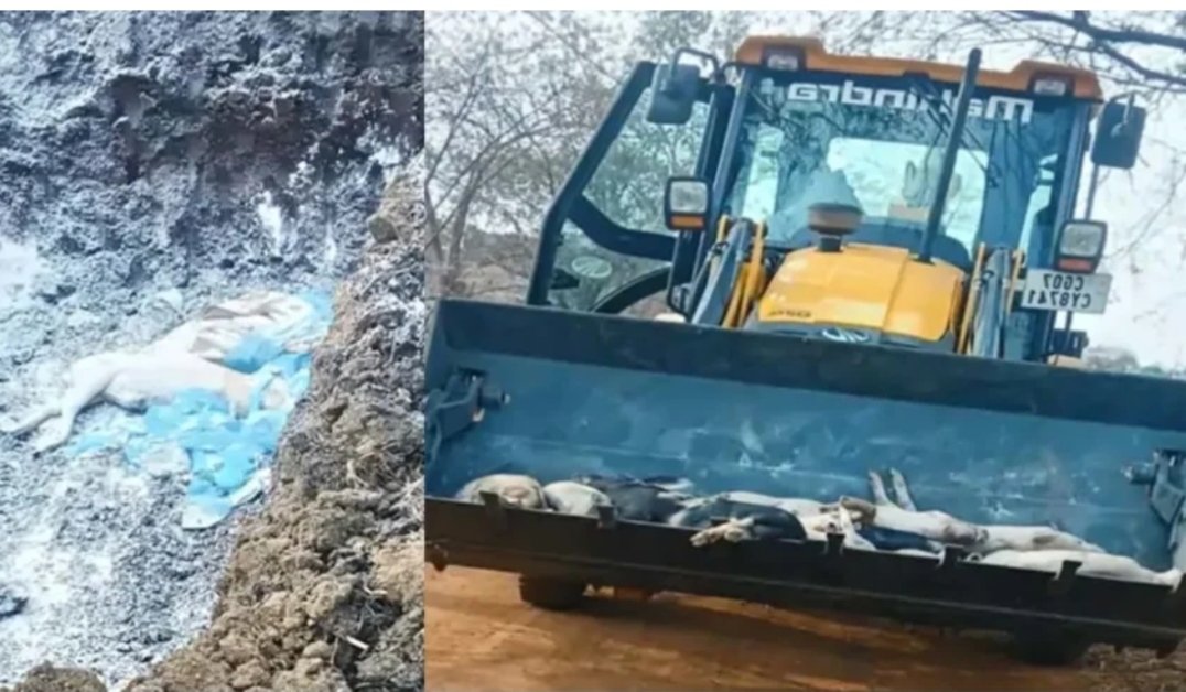 मुड़पार में अफ्रीकी स्वाइन फीवर की पुष्टि, क्षेत्र इन्फेक्टेड और सर्विलांस जोन घोषित मुड़पार में अफ्रीकी स्वाइन फीवर की पुष्टि, क्षेत्र इन्फेक्टेड और सर्विलांस जोन घोषित