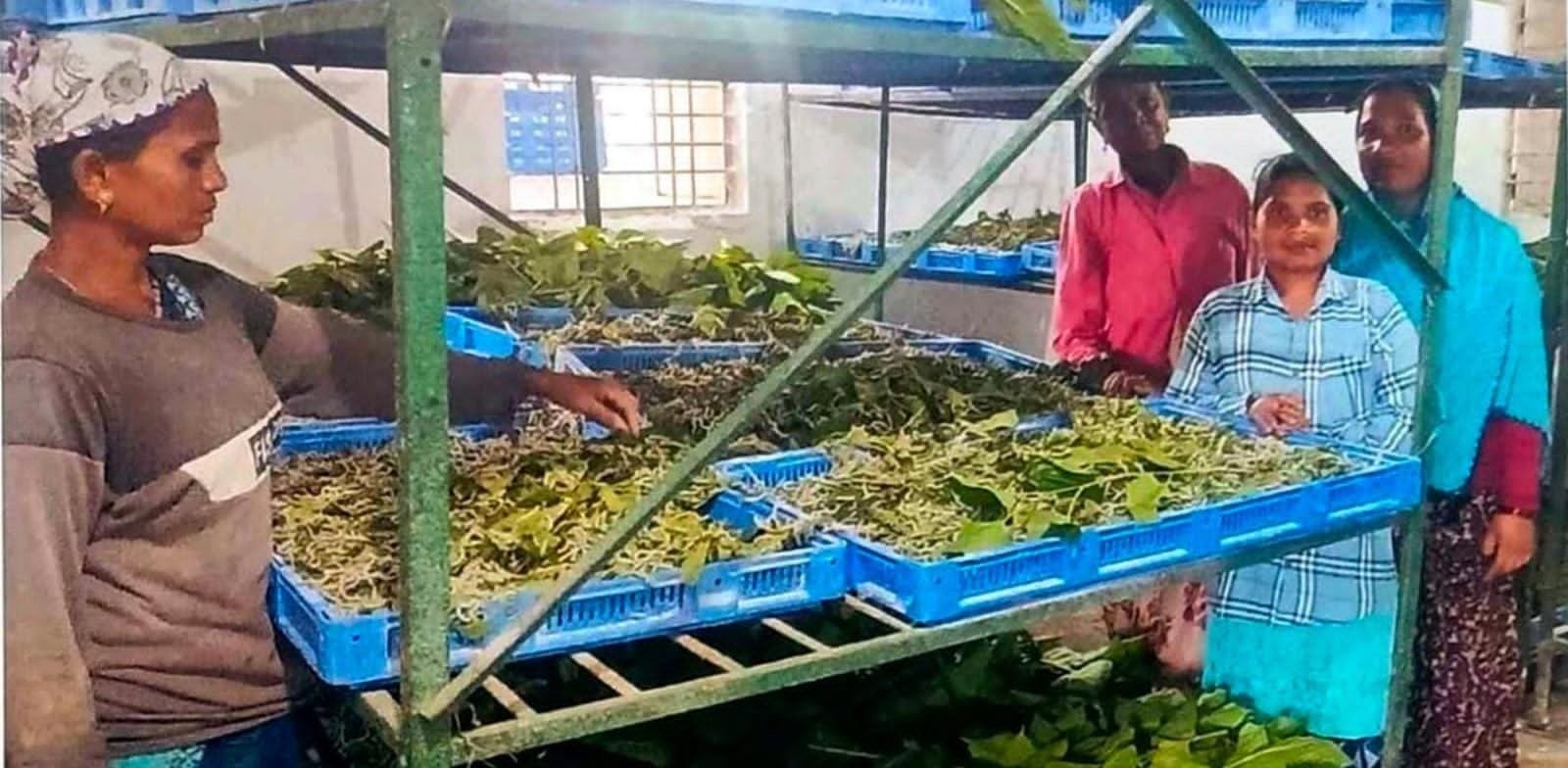 CG News : नारायणपुर में रेशम से बुना जा रहा आत्मनिर्भरता का ताना-बाना