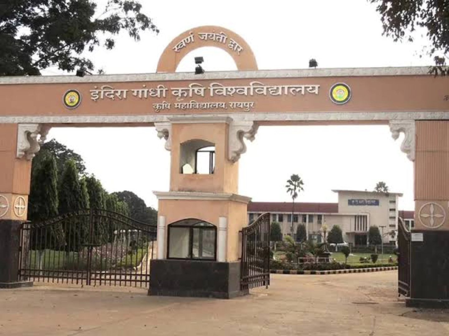 सोयाबीन बोनी के लिए कृषि विश्वविद्यालय की गाइडलाइन : कतार बोनी और बीजोपचार से बढ़ेगी पैदावार