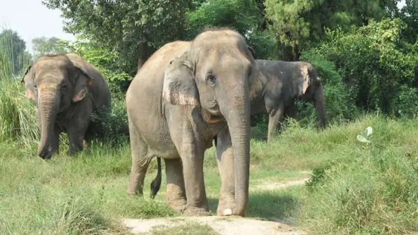 AI तकनीक से हाथी-मानव संघर्ष पर लगी लगाम, सुरक्षित हुए गांव और वन्यजीव AI तकनीक से हाथी-मानव संघर्ष पर लगी लगाम, सुरक्षित हुए गांव और वन्यजीव